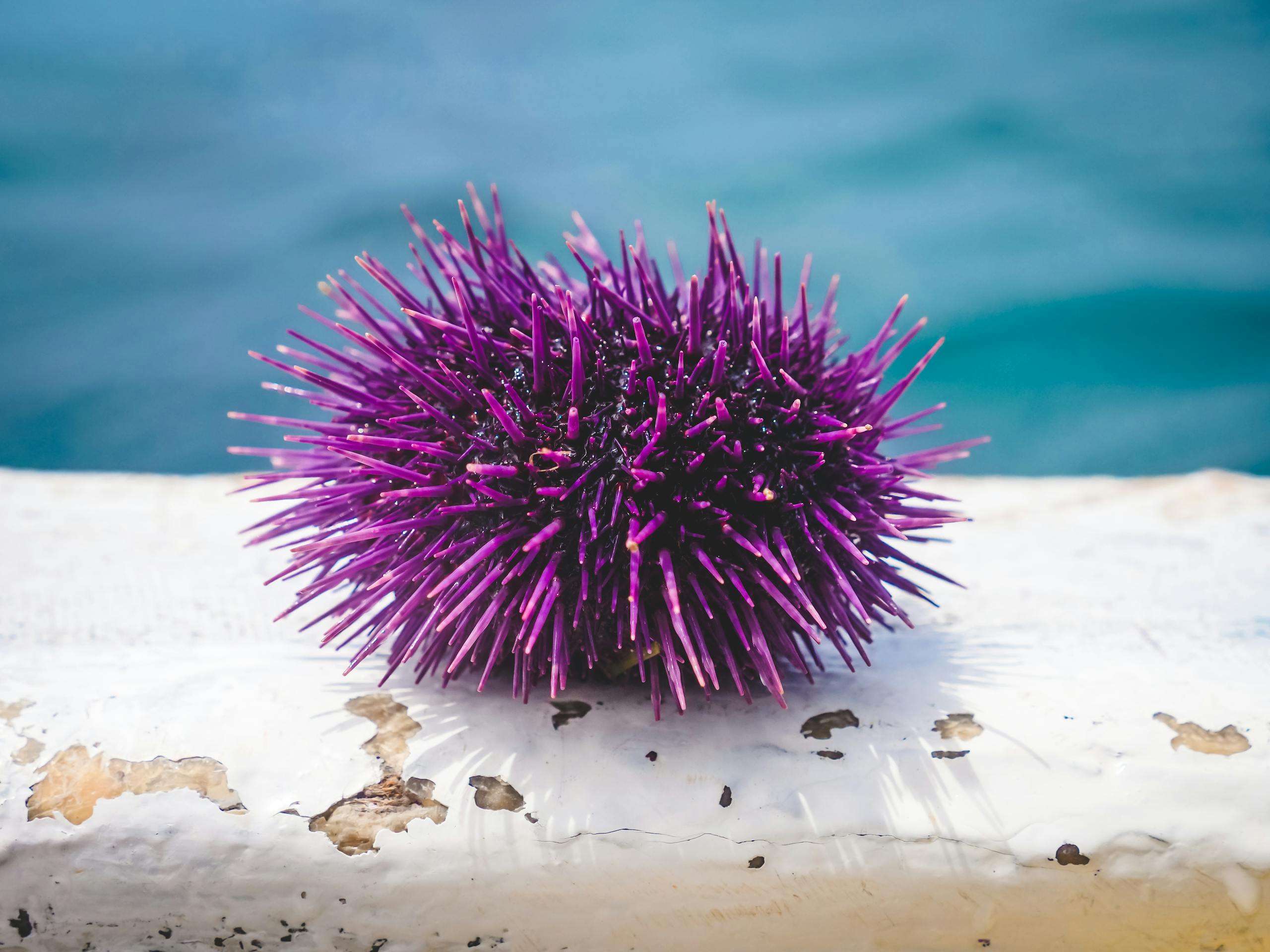 Close-up of a purple sea urchin resting on a textured surface by the ocean.